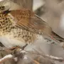 Дрозды птицы зимой
