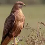 Птицы орловской области