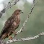 Птицы орловской области