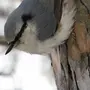 Поползень птицы зимой