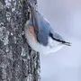 Поползень Птицы Зимой