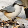 Поползень птицы зимой