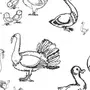 Рисунок домашние птицы