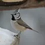 Птица с хохолком в подмосковье