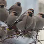 Свиристели зимой птицы крупным