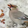 Свиристели Зимой Птицы Крупным