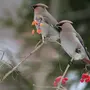Свиристели зимой птицы крупным