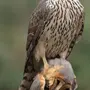 Птицы Хищники С Названиями
