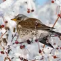 Зимующие Птицы Тульской Области С Названиями