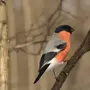 Зимующие птицы тульской области с названиями