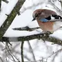 Зимующие Птицы Тульской Области С Названиями