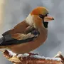 Дубонос Птица Зимой