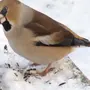 Дубонос птица зимой