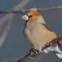 Дубонос птица зимой