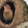 Гнезда птиц и названия