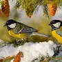 Синица птицы зимой