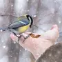 Синица Птицы Зимой
