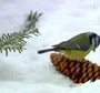 Синица птицы зимой