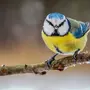 Синица Птицы Зимой
