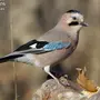Птицы Крыма
