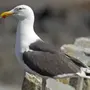Птицы Крыма