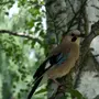 Птицы Кисловодска