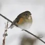 Птицы Новосибирской Области Зимующие И Название
