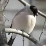 Птицы Новосибирской Области Зимующие И Название