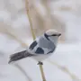 Птицы новосибирской области зимующие и название