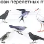 Перелетные птицы для детей
