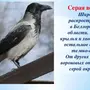 Птицы Белгородской Области С Названиями Зимующие
