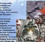 Птицы белгородской области с названиями зимующие