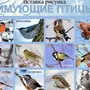 Птицы белгородской области с названиями зимующие