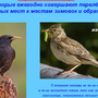 Птицы курской области и название