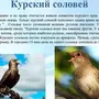Птицы Курской Области И Название