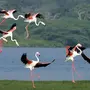 Птицы Шри Ланки