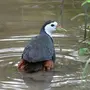Птицы Шри Ланки