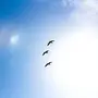Птицы в небе рисунок