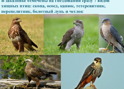 Хищные птицы ленинградской области