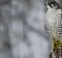 Хищные Птицы Ленинградской Области