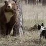 Медвежья собака