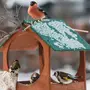Покормите Птиц Зимой
