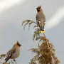 Птицы Кавказа
