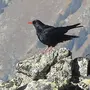 Птицы кавказа