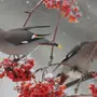 Птицы На Рябине Зимой С Названиями