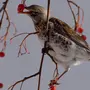 Птицы на рябине зимой с названиями