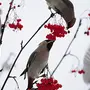 Птицы на рябине зимой с названиями