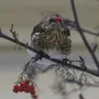 Птицы На Рябине Зимой С Названиями