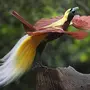 Райские птицы с названиями