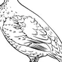 Птица капалуха как нарисовать